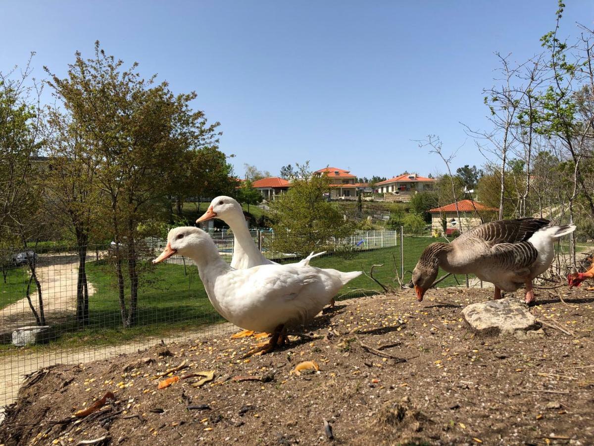 Willa Casa Da Quinta Da Prelada Simao Partie Basse Celorico De Basto Zewnętrze zdjęcie